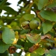 walnut tree