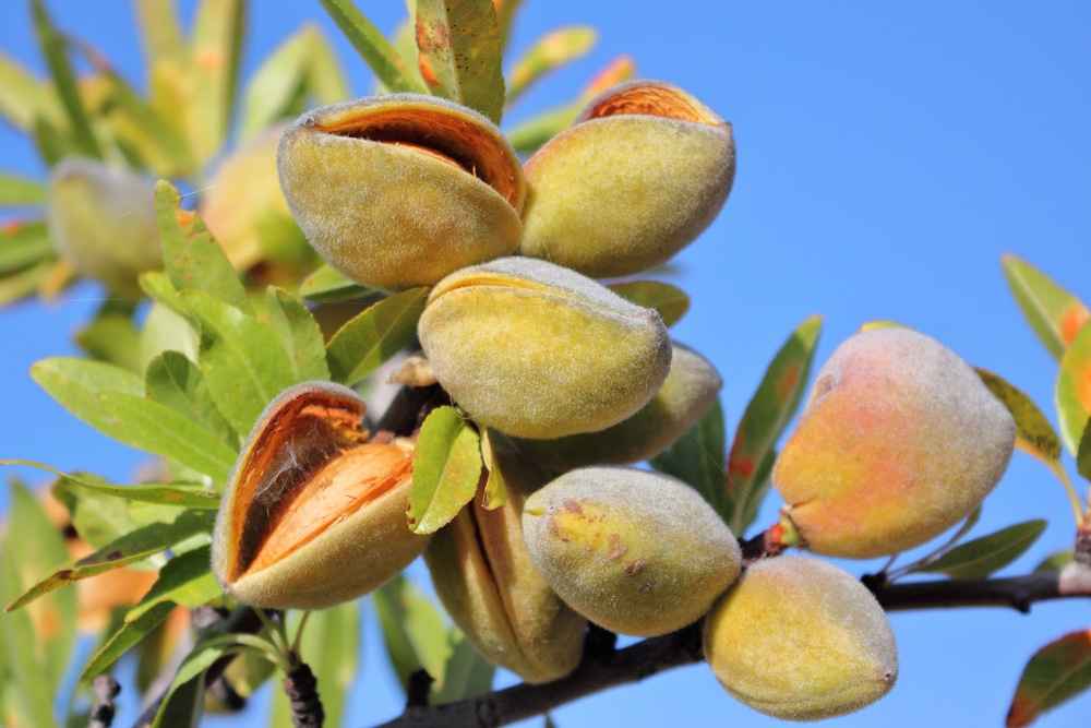 Almonds have made the journey from their ancient Mediterranean origins to the modern-day.