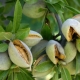 Decrease in almond production in Chaharmahal and Bakhtiari orchards