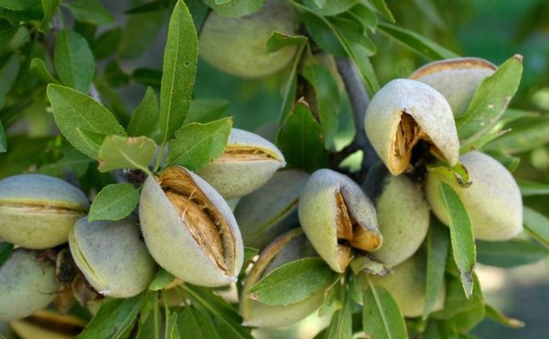 Decrease in almond production in Chaharmahal and Bakhtiari orchards