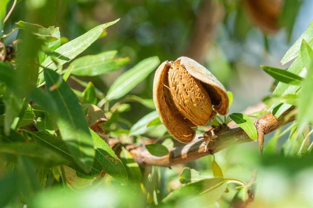 Dissatisfaction of Samani gardeners with the frost of almond orchards in Iran