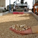 Exportation de 910 millions de dollars de pistaches iraniennes l'année dernière