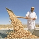 Iran's pistachio export alarm/policies seem to go wrong, don't attribute it to the weather!