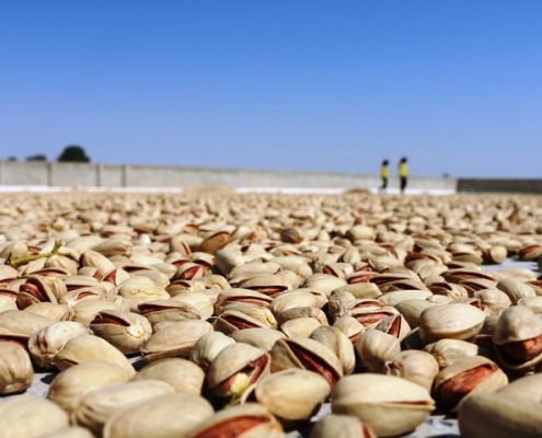 أزمة المياه وتراجع تصدير أهم المنتجات الزراعية الإيرانية