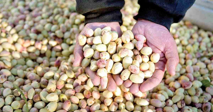 Downward trend of Iran's share of the world pistachio market