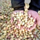 Downward trend of Iran's share of the world pistachio market
