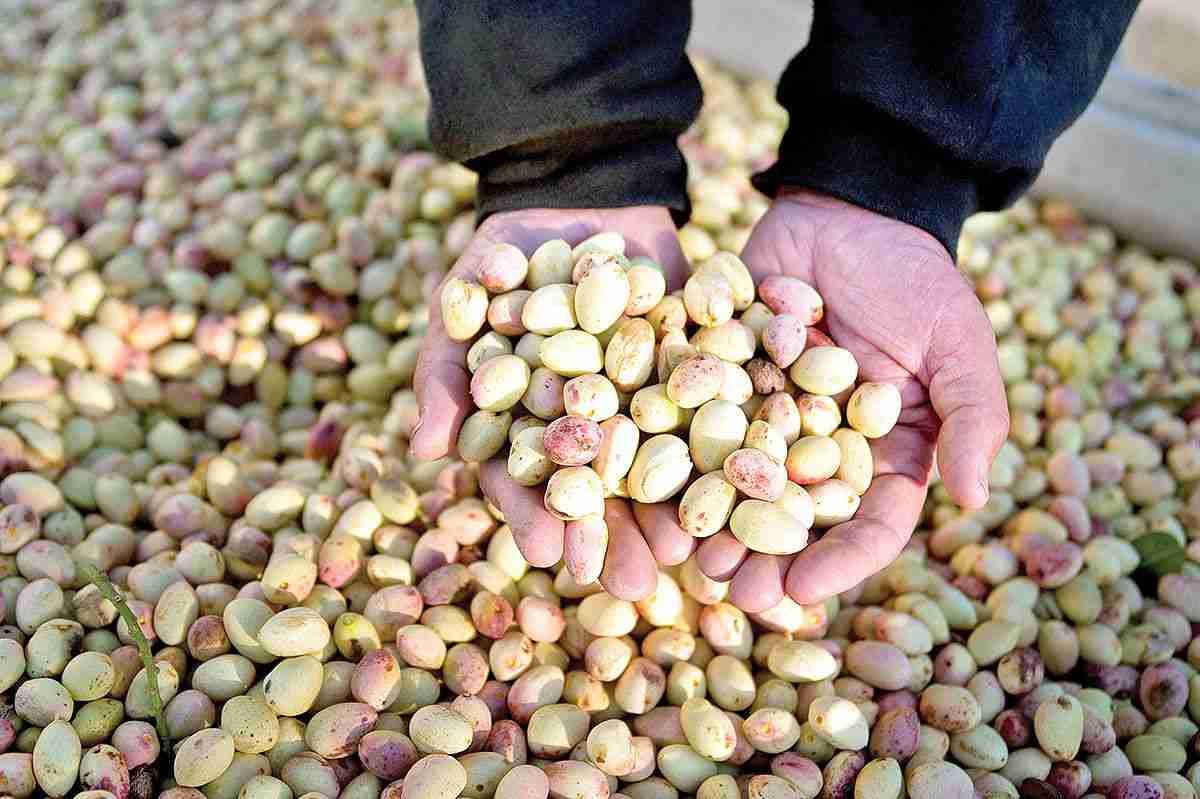 Tendencia a la baja de la cuota de Irán en el mercado mundial del pistacho