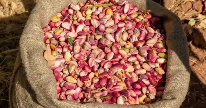 Turquía exportó pistachos a 104 países en 2022