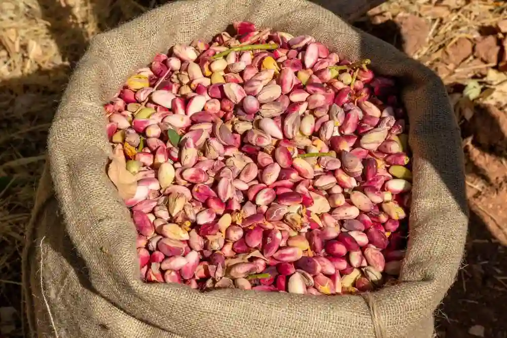 Turquía exportó pistachos a 104 países en 2022