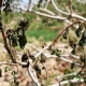 Le gel sévère dévaste les vergers de pistachiers à Rafsanjan et Zarand, en Iran