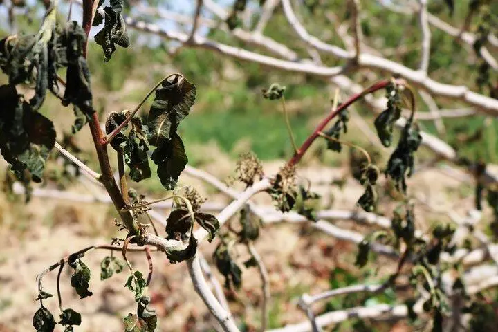 Le gel sévère dévaste les vergers de pistachiers à Rafsanjan et Zarand, en Iran