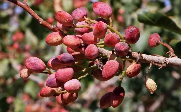 Préservation de l'héritage de la pistache en Iran : Surmonter les défis et assurer la domination du marché mondial