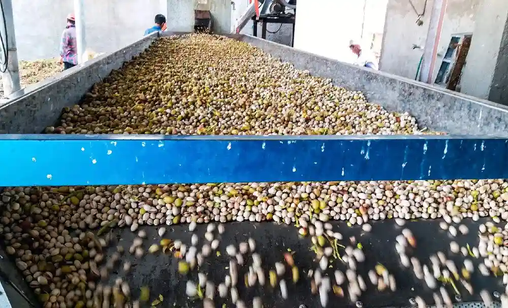 Estimating the Production of 200,000 Tons of Pistachios by Iran in 2023