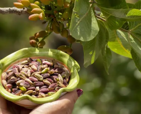 La cosecha de pistachos a nivel mundial en 2023 marca la segunda más grande en los últimos 15 años
