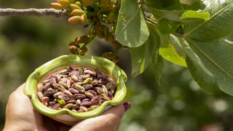 La cosecha de pistachos a nivel mundial en 2023 marca la segunda más grande en los últimos 15 años