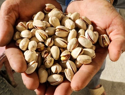 Les exportations de pistaches iraniennes atteignent 110 millions de dollars au cours des cinq premiers mois de l'année, avec la Russie en tête
