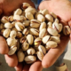 Les exportations de pistaches iraniennes atteignent 110 millions de dollars au cours des cinq premiers mois de l'année, avec la Russie en tête