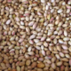 Marché iranien de la pistache : Production de 240 000 tonnes de pistaches