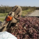 Irán se encuentra rezagado en el registro actual de la producción mundial de pistachos