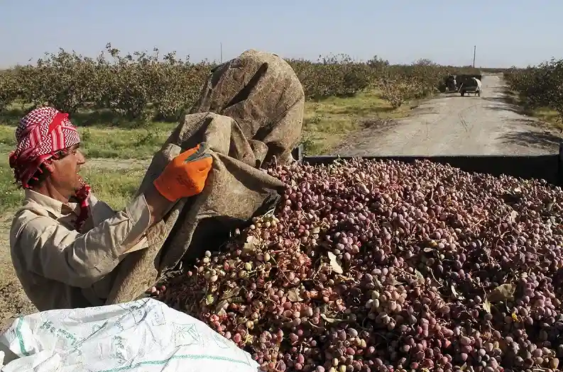 L'Iran est en retard dans le record actuel de production mondiale de pistaches
