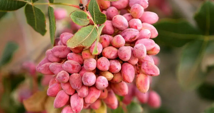 pistachio exporters in Iran