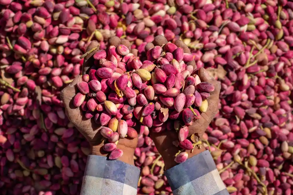 Iran pistachio production